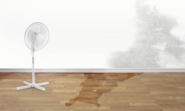 Best Professional water damage repair  in Whiteriver, AZ