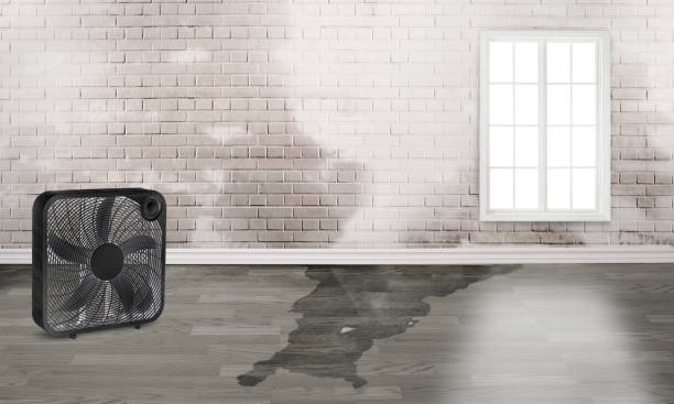 Best 24/7 water damage repair  in Whiteriver, AZ