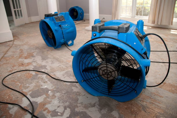Best Local water damage restoration  in Whiteriver, AZ
